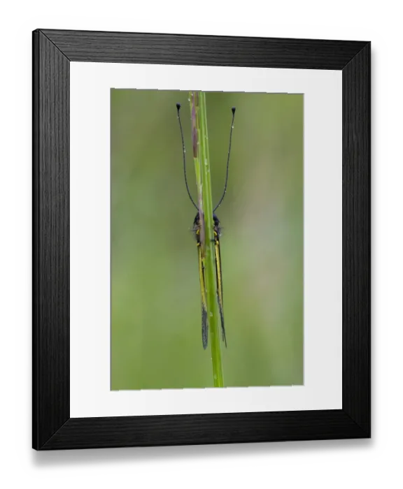 Framed Print : Ascalaphid (Libelloides coccajus) adult, roosting on grass stalk during rain, Col de Calzan, Ariege Pyrenees Framed Print : Ascalaphid (Libelloides coccajus) adult, roosting on grass stalk during rain, Col de Calzan, Ariege Pyrenees