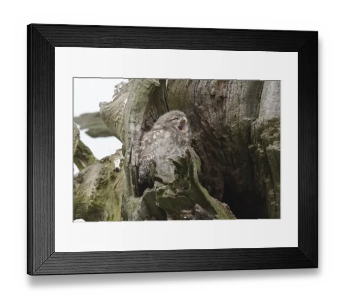 Framed Print : Little Owl (Athene noctua) juvenile, yawning, perched beside nest cavity on tree in farmland, West Yorkshire, England Framed Print : Little Owl (Athene noctua) juvenile, yawning, perched beside nest cavity on tree in farmland, West Yorkshire, England