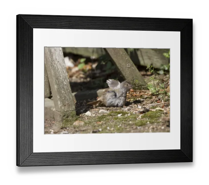 Framed Print : Dunnock sunbathing below bird table Framed Print : Dunnock sunbathing below bird table