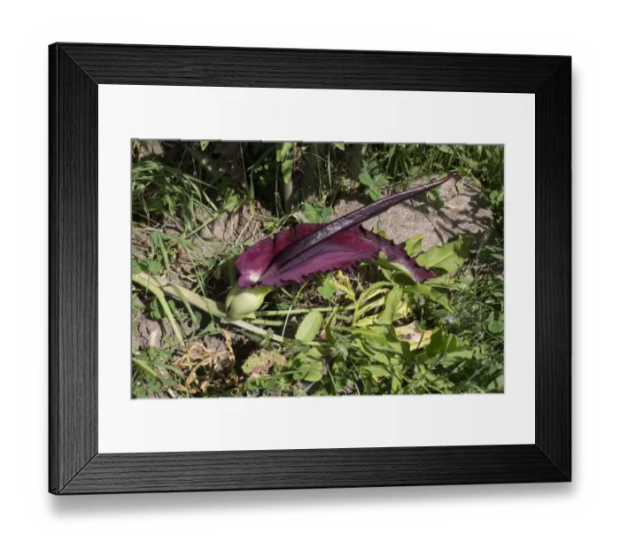 Framed Print : Common Dragon Arum flower - Bulgaria Framed Print : Common Dragon Arum flower - Bulgaria