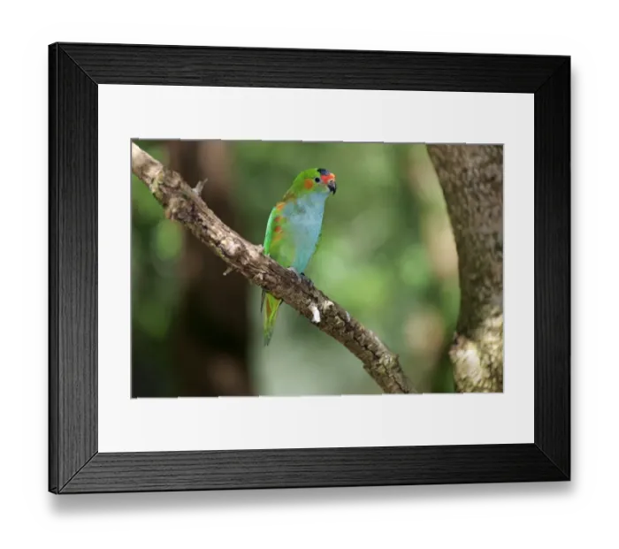Framed Print : Purple-crowned Lorikeet (Glossopsitta porphyrocephala) adult, perched on branch, South Australia, Australia, November