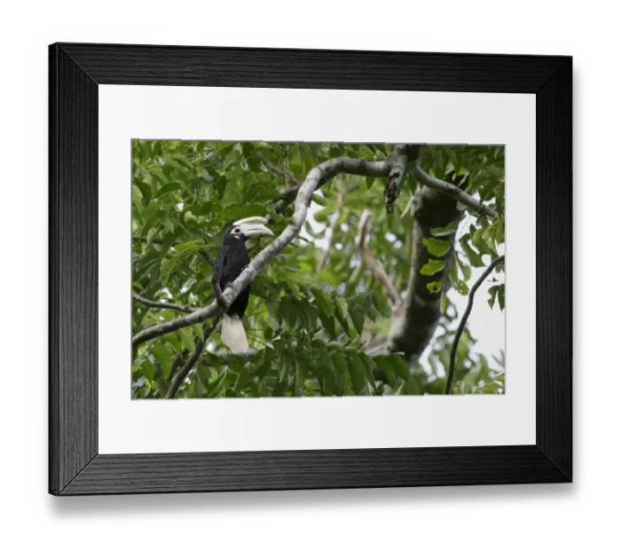 Framed Print : Palawan Hornbill (Anthracoceros marchei) adult male, perched on branch in tree, Puerto Princesa Subterranean River N. P Framed Print : Palawan Hornbill (Anthracoceros marchei) adult male, perched on branch in tree, Puerto Princesa Subterranean River N. P