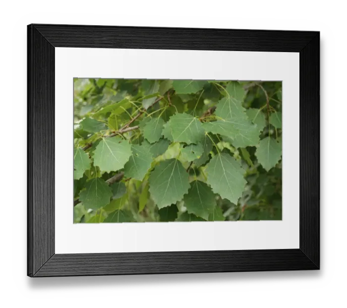 Framed Print : European Aspen (Populus tremula) close-up of leaves, growing in river valley fen, Redgrave and Lopham Fen N. N. R Framed Print : European Aspen (Populus tremula) close-up of leaves, growing in river valley fen, Redgrave and Lopham Fen N. N. R