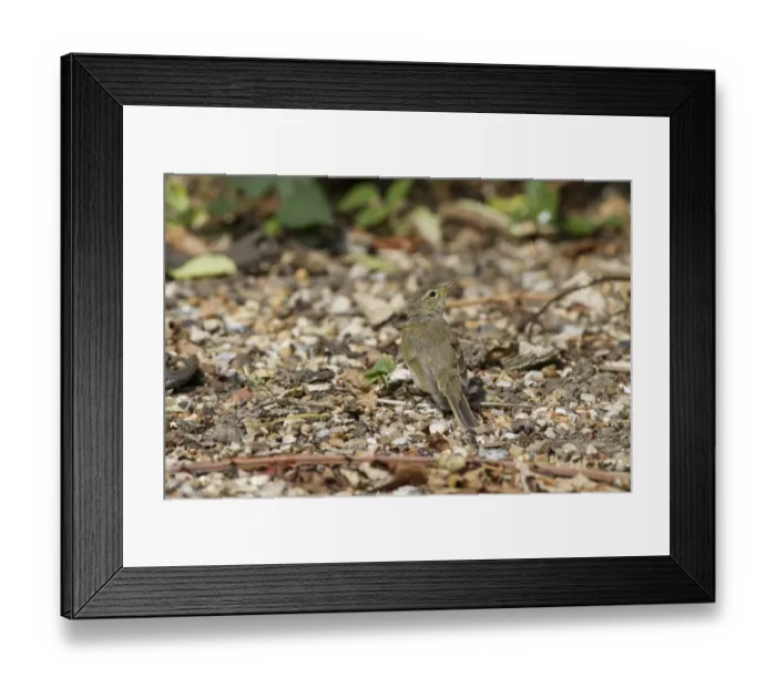 Framed Print : Chiffchaff (Phylloscopus collybita) on gravel path Framed Print : Chiffchaff (Phylloscopus collybita) on gravel path