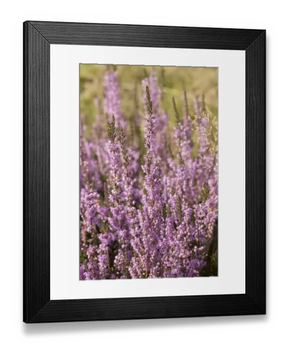 Framed Print : Common Heather (Calluna vulgaris) flowering, growing in upland valley, Langden, Dunsop Bridge, Trough of Bowland Framed Print : Common Heather (Calluna vulgaris) flowering, growing in upland valley, Langden, Dunsop Bridge, Trough of Bowland