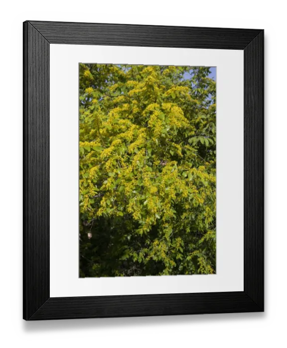 Framed Print : Christs Thorn in Flower - Bulgaria Framed Print : Christs Thorn in Flower - Bulgaria