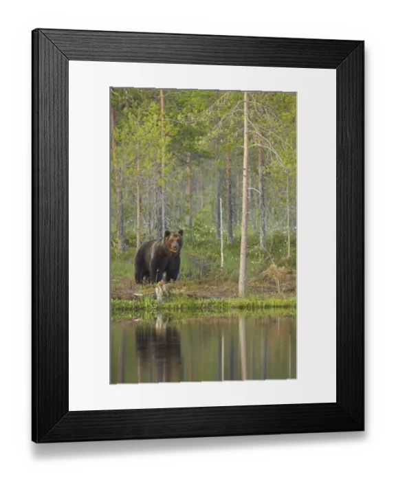 Framed Print : European Brown Bear (Ursus arctos arctos) adult, standing in boreal forest beside small pool with reflection in evening