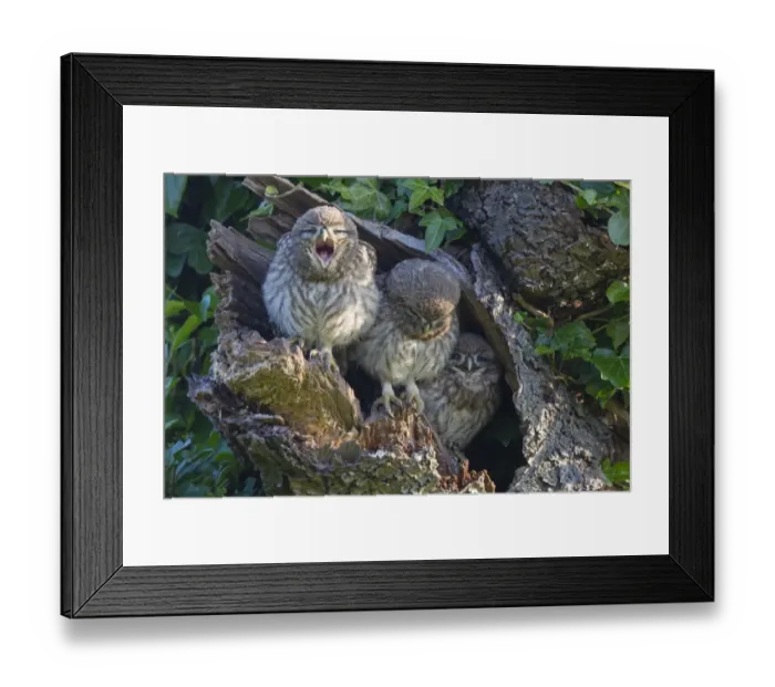 Framed Print : Little Owl (Athene noctua) three young, one yawning, perched at nesthole entrance in early morning, Oxfordshire Framed Print : Little Owl (Athene noctua) three young, one yawning, perched at nesthole entrance in early morning, Oxfordshire