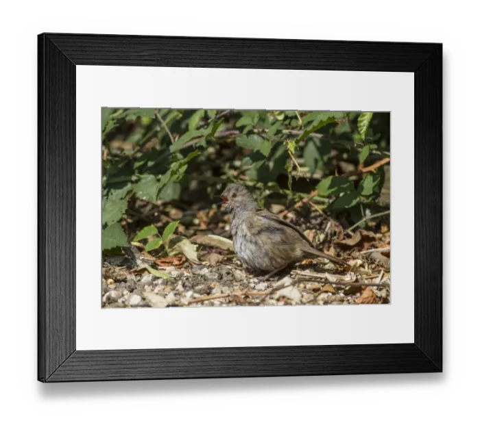 Framed Print : Dunnock sunbathing on woodland edge