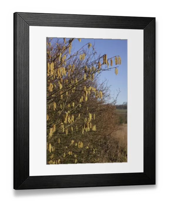 Framed Print : Common Hazel (Corylus avellana) catkins, growing in farmland hedgerow, West Yorkshire, England, March