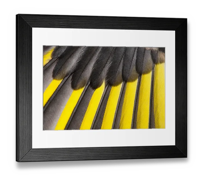 Framed Print : European Goldfinch (Carduelis carduelis) juvenile, close-up of wing, showing primaries (with yellow)