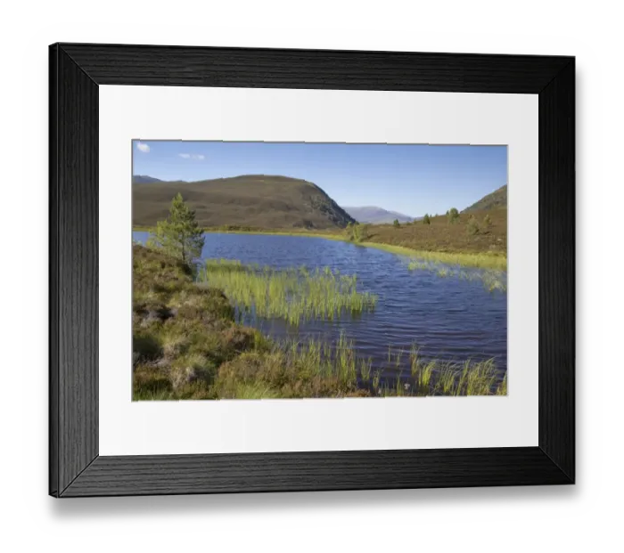 Framed Print : View of freshwater loch and mountains, Glenmore Forest Park, Cairngorms N. P. Highlands, Scotland, July