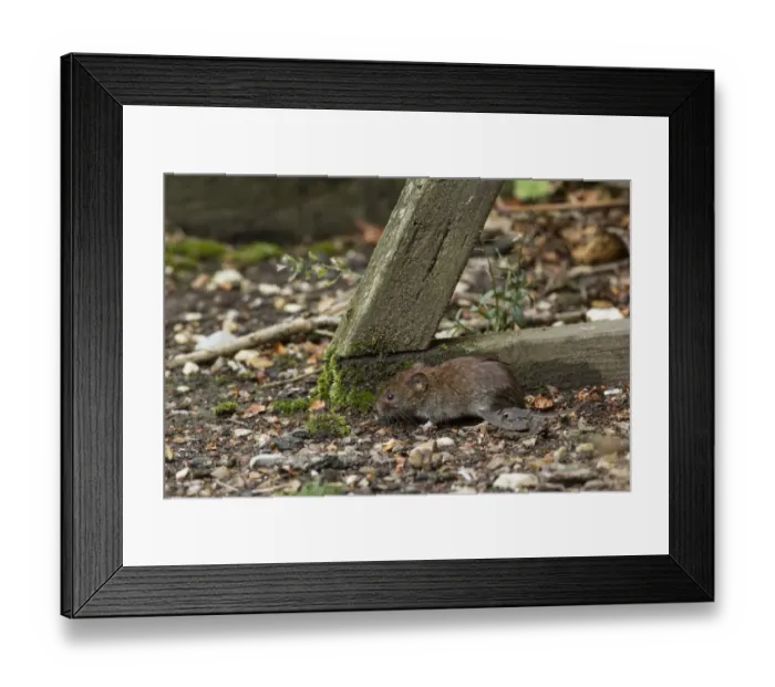 Framed Print : Bank Vole at base of bird table Framed Print : Bank Vole at base of bird table