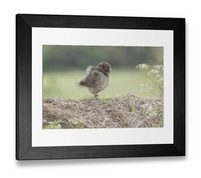 Framed Print : Little Owl (Athene noctua) adult, fluffing up wings, standing on straw bale in farmland, West Yorkshire, England, June Framed Print : Little Owl (Athene noctua) adult, fluffing up wings, standing on straw bale in farmland, West Yorkshire, England, June