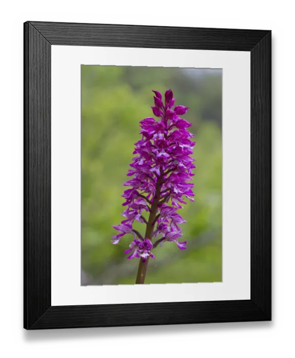 Framed Print : Hybrid Orchid (Orchis hybrida) hybrid of Lady Orchid (O. purpurea) and Military Orchid (O)