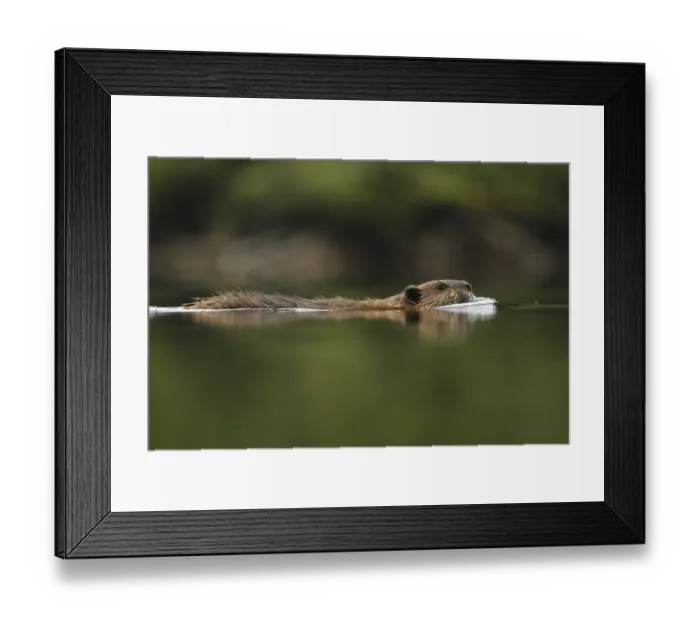 Framed Print : American Beaver (Castor canadensis) adult, swimming, in temperate coastal rainforest, Coast Mountains Framed Print : American Beaver (Castor canadensis) adult, swimming, in temperate coastal rainforest, Coast Mountains