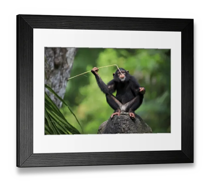 Framed Print : Central Chimpanzee (Pan troglodytes troglodytes) young, drinking, using stem as tool to soak up water from hole in rock Framed Print : Central Chimpanzee (Pan troglodytes troglodytes) young, drinking, using stem as tool to soak up water from hole in rock