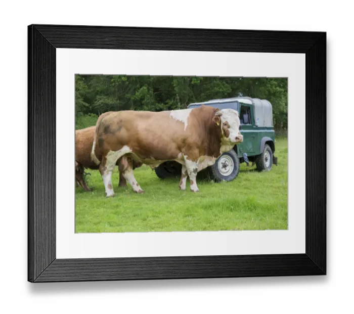 Framed Print : Domestic Cattle, Simmental stock bull, standing beside Land Rover in pasture, Windermere, Lake District N. P Framed Print : Domestic Cattle, Simmental stock bull, standing beside Land Rover in pasture, Windermere, Lake District N. P