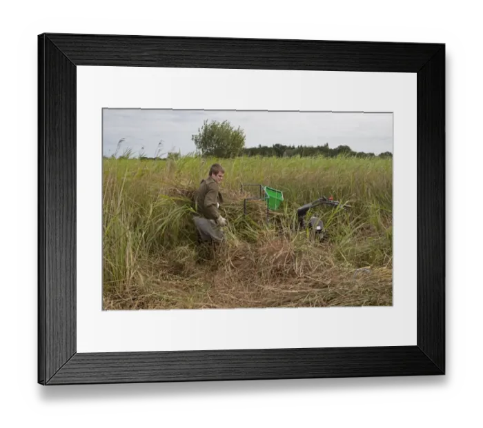 Framed Print : Sedge cutting with machine in marshland, Sutton Fen RSPB Reserve, The Broads, Norfolk, England, July Framed Print : Sedge cutting with machine in marshland, Sutton Fen RSPB Reserve, The Broads, Norfolk, England, July