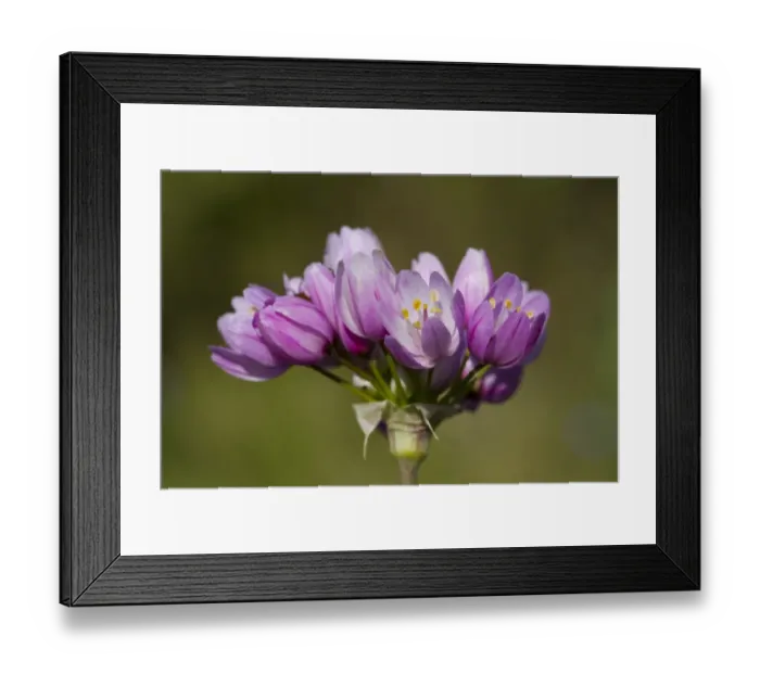 Framed Print : Rosy Garlic (Allium roseum) close-up of flowers, Montagne de la Clape, Aude, Languedoc-Roussillon, France, May