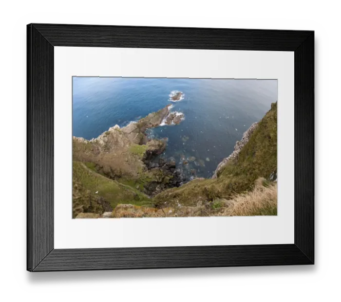 Framed Print : Northern Gannet (Morus bassanus) colony, nesting and in flight around cliff habitat, Troup Head, Moray Firth Framed Print : Northern Gannet (Morus bassanus) colony, nesting and in flight around cliff habitat, Troup Head, Moray Firth
