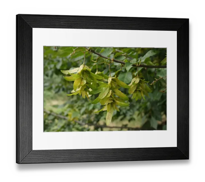Framed Print : European Hornbeam (Carpinus betulus) close-up of fruit, growing in river valley fen, Redgrave and Lopham Fen N. N. R Framed Print : European Hornbeam (Carpinus betulus) close-up of fruit, growing in river valley fen, Redgrave and Lopham Fen N. N. R
