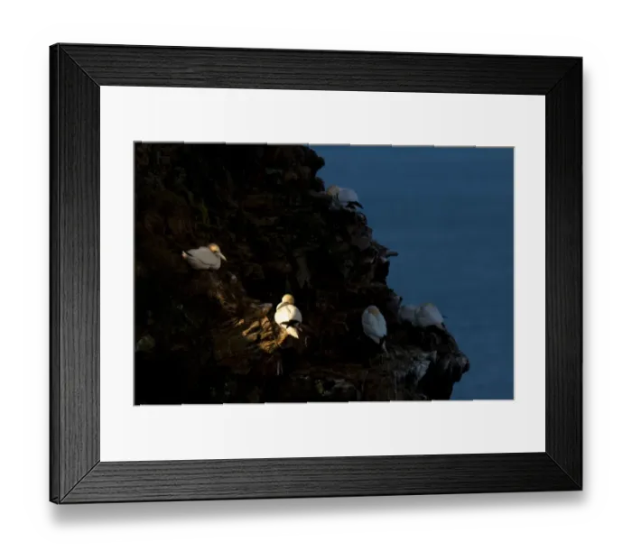 Framed Print : Northern Gannet (Morus bassanus) adults, roosting on cliff ledges, with two illuminated by shaft of sunlight Framed Print : Northern Gannet (Morus bassanus) adults, roosting on cliff ledges, with two illuminated by shaft of sunlight