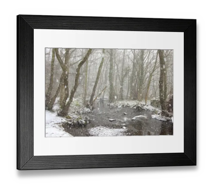 Framed Print : Deciduous woodland habitat and river in snow during snowfall, Rivelin River, Sheffield, South Yorkshire, England, March Framed Print : Deciduous woodland habitat and river in snow during snowfall, Rivelin River, Sheffield, South Yorkshire, England, March