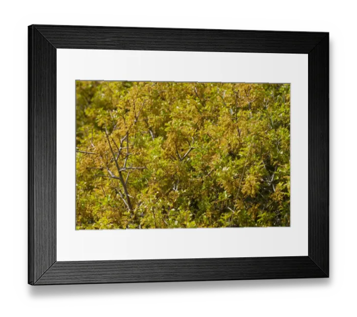 Framed Print : Kermes Oak (Quercus coccifera) close-up of leaves and flowers, Montagne de la Clape, Aude, Languedoc-Roussillon Framed Print : Kermes Oak (Quercus coccifera) close-up of leaves and flowers, Montagne de la Clape, Aude, Languedoc-Roussillon