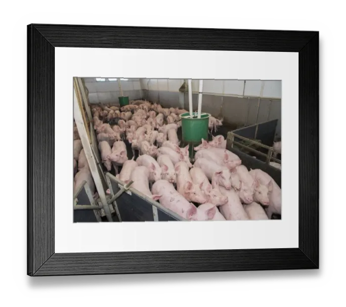 Framed Print : Pig farming, growing pigs, with automatic feeders on slats in indoor unit, Driffield, East Yorkshire, England, June Framed Print : Pig farming, growing pigs, with automatic feeders on slats in indoor unit, Driffield, East Yorkshire, England, June