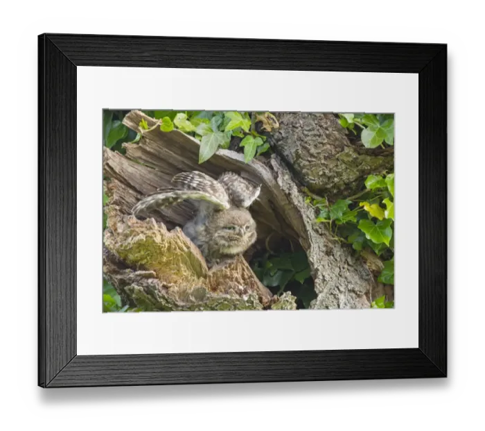 Framed Print : Little Owl (Athene noctua) young, stretching wings, perched at nesthole entrance in morning, Oxfordshire, England, June Framed Print : Little Owl (Athene noctua) young, stretching wings, perched at nesthole entrance in morning, Oxfordshire, England, June