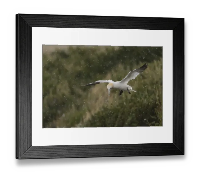 Framed Print : Northern Gannet (Morus bassanus) adult, in flight, coming in to land during rainfall, Bempton Cliffs RSPB Reserve Framed Print : Northern Gannet (Morus bassanus) adult, in flight, coming in to land during rainfall, Bempton Cliffs RSPB Reserve