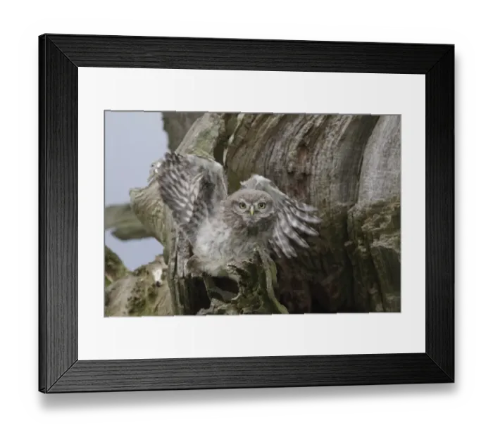Framed Print : Little Owl (Athene noctua) juvenile, exercising wings, perched beside nest cavity on tree in farmland, West Yorkshire Framed Print : Little Owl (Athene noctua) juvenile, exercising wings, perched beside nest cavity on tree in farmland, West Yorkshire