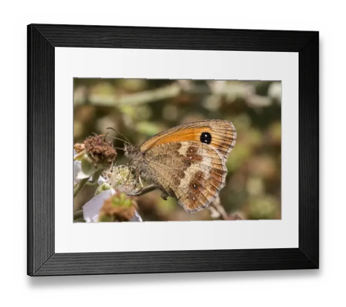 Framed Print : Gatekeeper Butterfly on bramble, Female, July, Suffolk Framed Print : Gatekeeper Butterfly on bramble, Female, July, Suffolk