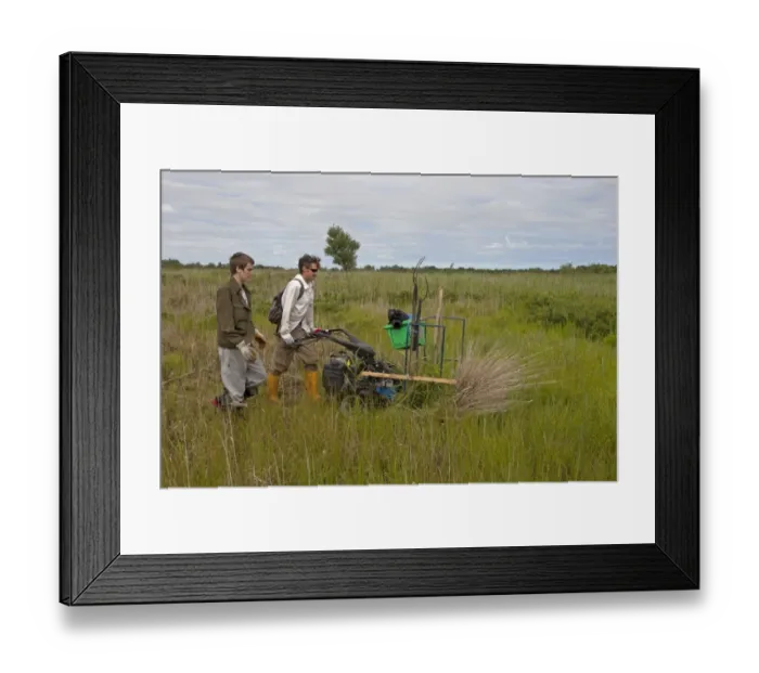 Framed Print : Sedge cutting with machine in marshland, Sutton Fen RSPB Reserve, The Broads, Norfolk, England, July Framed Print : Sedge cutting with machine in marshland, Sutton Fen RSPB Reserve, The Broads, Norfolk, England, July