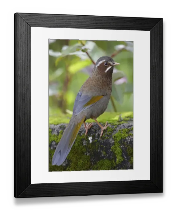 Framed Print : White-whiskered Laughingthrush (Trochalopteron morrisonianum) adult, standing on rock, Anmashan, Central Taiwan, May Framed Print : White-whiskered Laughingthrush (Trochalopteron morrisonianum) adult, standing on rock, Anmashan, Central Taiwan, May