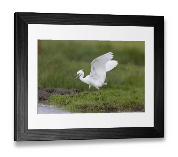 Framed Print : Little Egret (Egretta garzetta) juvenile, running on marsh with raised wings, calling to adult for food, Suffolk Framed Print : Little Egret (Egretta garzetta) juvenile, running on marsh with raised wings, calling to adult for food, Suffolk