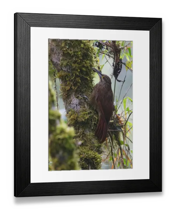 Framed Print : Strong-billed Woodcreeper (Xiphocolaptes promeropirhynchus) adult, foraging on branch, Guango, Andes, Napo Province Framed Print : Strong-billed Woodcreeper (Xiphocolaptes promeropirhynchus) adult, foraging on branch, Guango, Andes, Napo Province