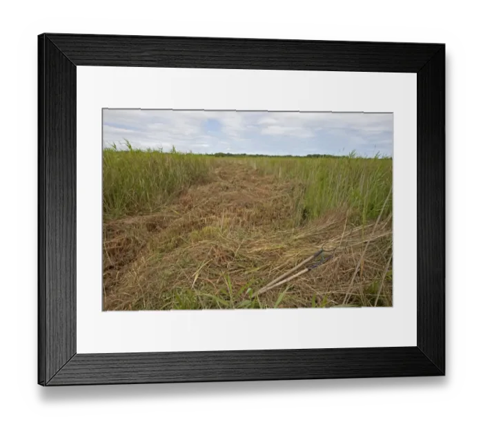 Framed Print : Sedge cutting in marshland, Sutton Fen RSPB Reserve, The Broads, Norfolk, England, July Framed Print : Sedge cutting in marshland, Sutton Fen RSPB Reserve, The Broads, Norfolk, England, July