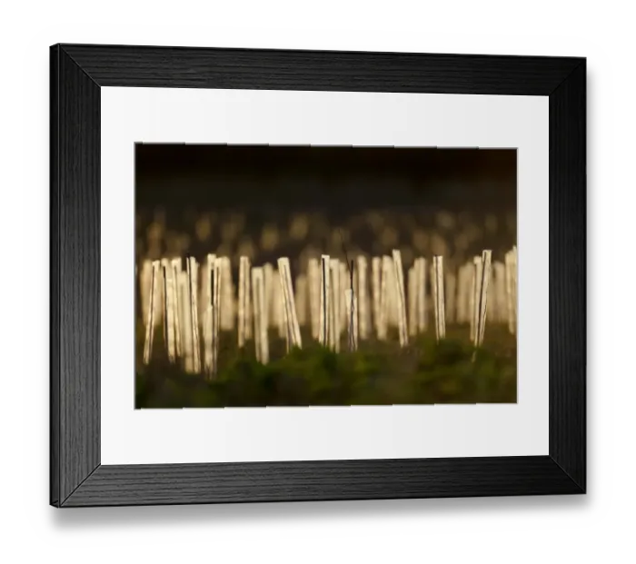 Framed Print : Newly planted tree saplings protected with plastic sleeves in evening sunlight Framed Print : Newly planted tree saplings protected with plastic sleeves in evening sunlight