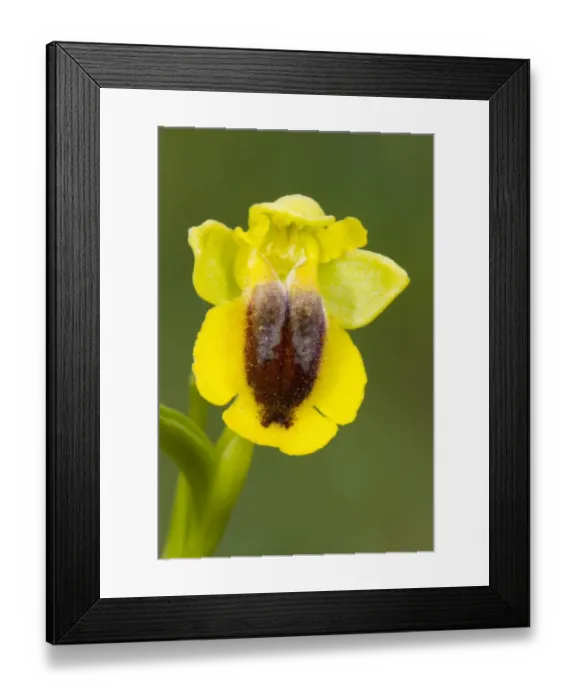 Framed Print : Yellow Bee Orchid (Ophrys lutea) close-up of flower, Col de Calzan, Ariege Pyrenees, Midi-Pyrenees, France, May Framed Print : Yellow Bee Orchid (Ophrys lutea) close-up of flower, Col de Calzan, Ariege Pyrenees, Midi-Pyrenees, France, May