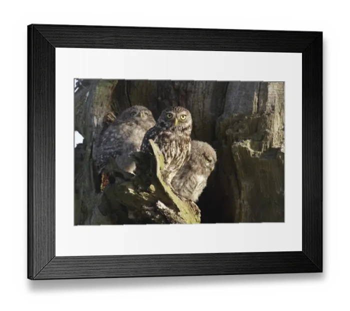 Framed Print : Little Owl (Athene noctua) adult and two juveniles, perched at nest cavity on tree in farmland, West Yorkshire Framed Print : Little Owl (Athene noctua) adult and two juveniles, perched at nest cavity on tree in farmland, West Yorkshire