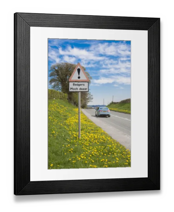 Framed Print : Eurasian Badger (Meles meles) crossing bilingual warning sign on roadside verge with passing car, Denbighshire, Wales