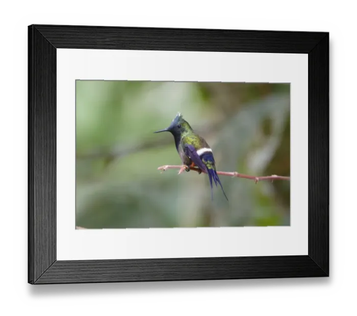Framed Print : Wire-crested Thorntail (Popelairia popelairii) adult male, perched on stem, Wild Sumaco Lodge, Napo Province, Ecuador Framed Print : Wire-crested Thorntail (Popelairia popelairii) adult male, perched on stem, Wild Sumaco Lodge, Napo Province, Ecuador