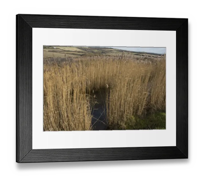 Framed Print : Common Reed, Phragmites australis, reedbed habitat, in winter seedhead, behind Chesil beach Framed Print : Common Reed, Phragmites australis, reedbed habitat, in winter seedhead, behind Chesil beach