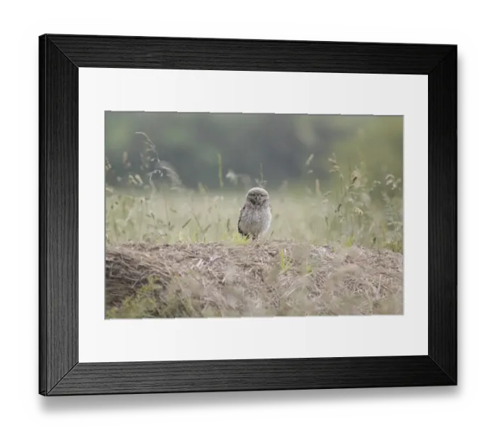 Framed Print : Little Owl (Athene noctua) juvenile, standing on straw bale in farmland during rainshower, West Yorkshire, England Framed Print : Little Owl (Athene noctua) juvenile, standing on straw bale in farmland during rainshower, West Yorkshire, England