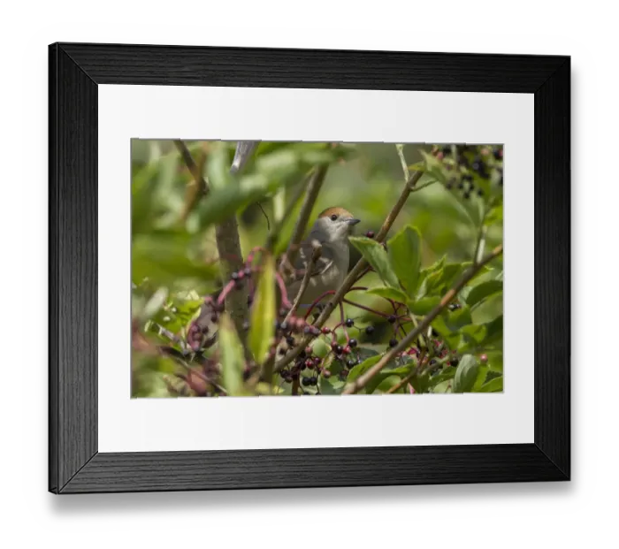 Framed Print : Blackcap in Elderberry tree