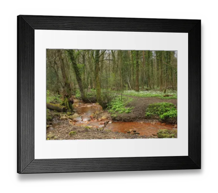 Framed Print : Deciduous woodland and stream stained with iron oxide deposits, Limb Brook, Ecclesall Woods, Sheffield Framed Print : Deciduous woodland and stream stained with iron oxide deposits, Limb Brook, Ecclesall Woods, Sheffield