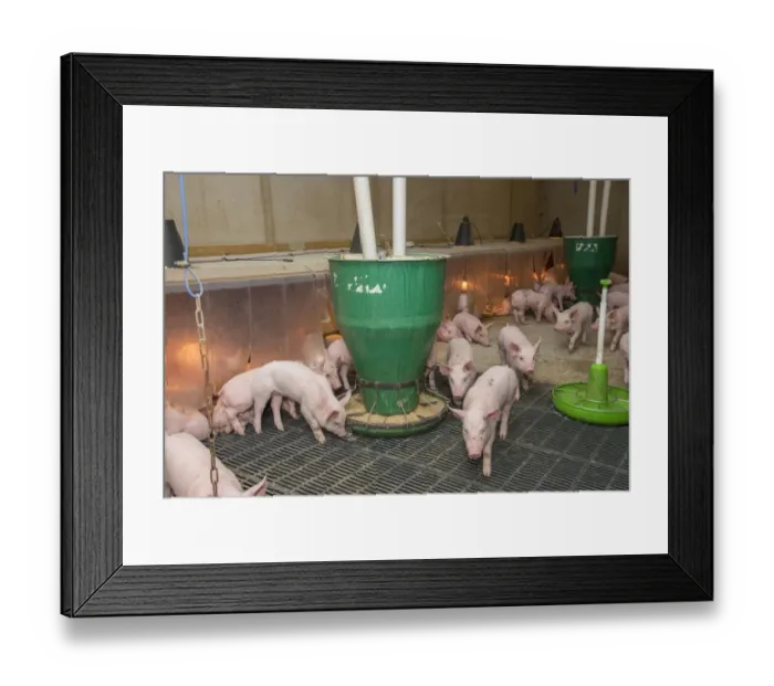 Framed Print : Pig farming, weaner piglets, with automatic feeders and heat lamps, on slats in indoor unit, Driffield, East Yorkshire Framed Print : Pig farming, weaner piglets, with automatic feeders and heat lamps, on slats in indoor unit, Driffield, East Yorkshire