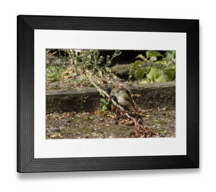 Framed Print : Chiffchaff (Phylloscopus collybita) looking for insects Framed Print : Chiffchaff (Phylloscopus collybita) looking for insects